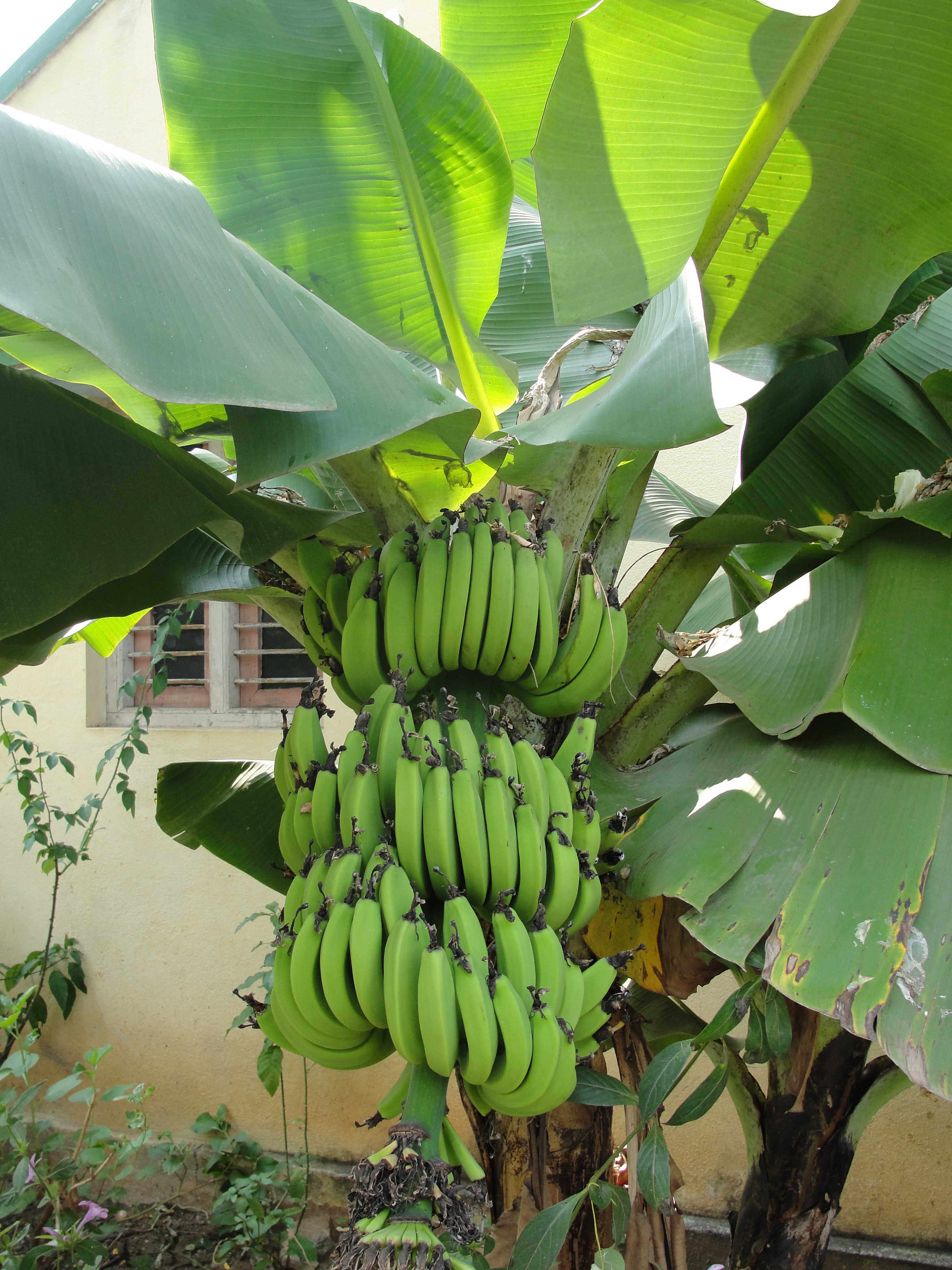 Green bananas arranged in hands around a central stem